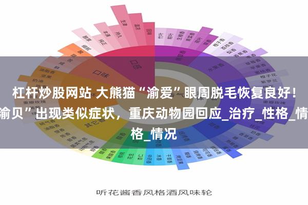 杠杆炒股网站 大熊猫“渝爱”眼周脱毛恢复良好！“渝贝”出现类似症状，重庆动物园回应_治疗_性格_情况
